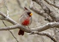 Pyrrhuloxia perched on tree branch at the La Lomita Bird and Wildlife Photography Ranch in Texas.