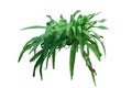 Pyrrosia lanceolata plant Royalty Free Stock Photo