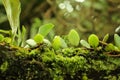 pyrrosia piloselloides plant in zooming