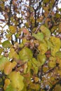 Pyrus calleryana in autumn Royalty Free Stock Photo