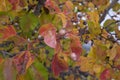 Pyrus calleryana in autumn Royalty Free Stock Photo