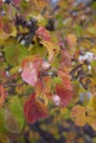 Pyrus calleryana in autumn Royalty Free Stock Photo