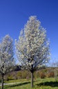 Pyrus calleryana `Chanticleer` in flower