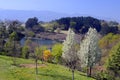 Pyrus calleryana `Chanticleer` in flower right in a park Royalty Free Stock Photo