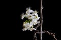 Pyrus calleryana Decne, or the Callery pear, is a species of pear tree native to China and Vietnam, in the family Rosaceae Royalty Free Stock Photo