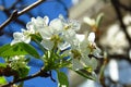 Pyrus Caucasica Pear Blossom Blooming flowering pear tree on blurred background. Royalty Free Stock Photo