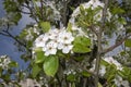 Pyrus communis blooming in springtime