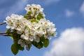 Pyrus communis or common pear tree white flowers on blue sky background Royalty Free Stock Photo