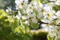 Pyrus communis or common pear tree white flowers closeup. Sunny spring day. Royalty Free Stock Photo