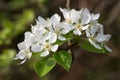 Pyrus communis, common pear white flowers closeup selective focus Royalty Free Stock Photo