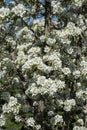 Pyrus communis or pear in full flower