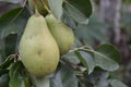 Pyrus communis. Pear. Beautiful branches with juicy fruits