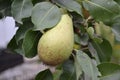 Pyrus communis. Pear. Beautiful branches with juicy fruits