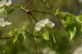 Pyrus communis with white flowers in spring sun Royalty Free Stock Photo