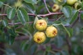 Pyrus pyraster,  European wild pear fruits closeup selective focus Royalty Free Stock Photo