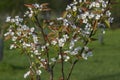 Pyrus pyrifolia asian pear white tree flowers in bloom, nashi flowering branches Royalty Free Stock Photo