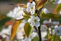 Pyrus pyrifolia asian pear white tree flowers in bloom, nashi flowering branches Royalty Free Stock Photo