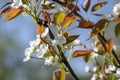 Pyrus pyrifolia asian pear white tree flowers in bloom, nashi flowering branches Royalty Free Stock Photo