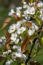 Pyrus pyrifolia asian pear white tree flowers in bloom, nashi flowering branches Royalty Free Stock Photo