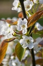 Pyrus pyrifolia asian pear white tree flowers in bloom, nashi flowering branches Royalty Free Stock Photo