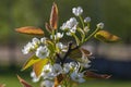 Pyrus pyrifolia asian pear white tree flowers in bloom, nashi flowering branches Royalty Free Stock Photo