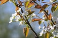 Pyrus pyrifolia asian pear white tree flowers in bloom, nashi flowering branches Royalty Free Stock Photo