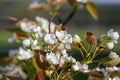 Pyrus pyrifolia asian pear white tree flowers in bloom, nashi flowering branches Royalty Free Stock Photo