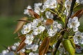 Pyrus pyrifolia asian pear white tree flowers in bloom, nashi flowering branches Royalty Free Stock Photo