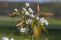 Pyrus pyrifolia asian pear white tree flowers in bloom, nashi flowering branches Royalty Free Stock Photo