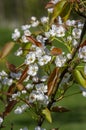 Pyrus pyrifolia asian pear white tree flowers in bloom, nashi flowering branches Royalty Free Stock Photo