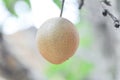 Pyrus pyrifolia, Pyrus communis, Pyrus, Amygdaloideae or Asian pear or Chinese pear or Nashi pear or Korean pear or Japanese pear Royalty Free Stock Photo