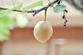 Pyrus pyrifolia, Pyrus communis, Pyrus, Amygdaloideae or Asian pear or Chinese pear or Nashi pear or Korean pear or Japanese pear Royalty Free Stock Photo