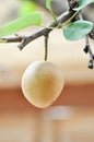 Pyrus pyrifolia, Pyrus communis, Pyrus, Amygdaloideae or Asian pear or Chinese pear or Nashi pear or Korean pear or Japanese pear Royalty Free Stock Photo