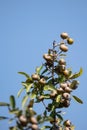 Pyrus spinosa Pyrus amygdaliformis the almond-leaved pear fruit tree Royalty Free Stock Photo