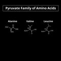 The pyruvate family of amino acids. Chemical molecular formulas of amino acid alanine, valine, leucine. Vector