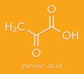 Pyruvic acid pyruvate molecule. Important intermediate in a number of biochemical processes. Skeletal formula.