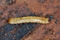 Pytho depressus larva of this beetle (Pythidae family) on under pine bark. View of upper side of the body.