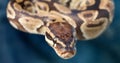 A Python Snake Up Close Royalty Free Stock Photo