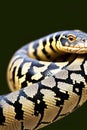 Python Animal. AI Generated. Royalty Free Stock Photo
