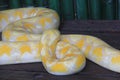 Python bivitattus Royalty Free Stock Photo