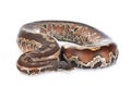 Python brongersmai in studio Royalty Free Stock Photo