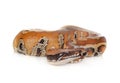 Python brongersmai in studio Royalty Free Stock Photo