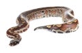 Python brongersmai in studio Royalty Free Stock Photo