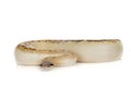 Python brongersmai in studio Royalty Free Stock Photo