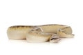 Python brongersmai in studio Royalty Free Stock Photo