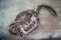 Python snake in Penang Royalty Free Stock Photo