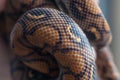Python curled up on blurred background. Snake texture, background, macro. Royalty Free Stock Photo
