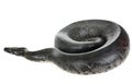Python curtus in studio Royalty Free Stock Photo