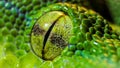 Python Eye Royalty Free Stock Photo