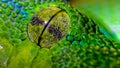 Python eye macro Royalty Free Stock Photo